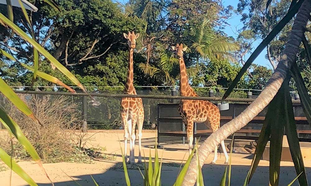 Taronga Zoo Giraffe Enclosure: Climate Control for Animal Wellbeing